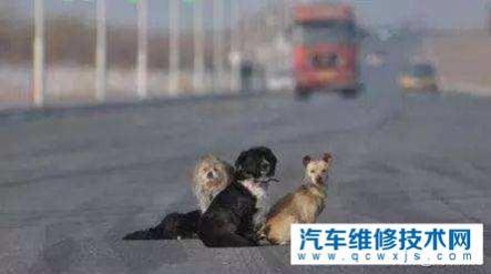 狗在路上被车撞死可以报警吗,路上开车撞到狗要不要报警