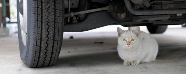 开车压死猫逃逸犯法吗,开车压死猫直接开走了会有何处罚