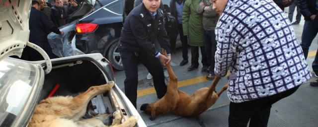 撞死狗狗没停车算不算逃逸,开车撞到了狗没停算逃逸吗